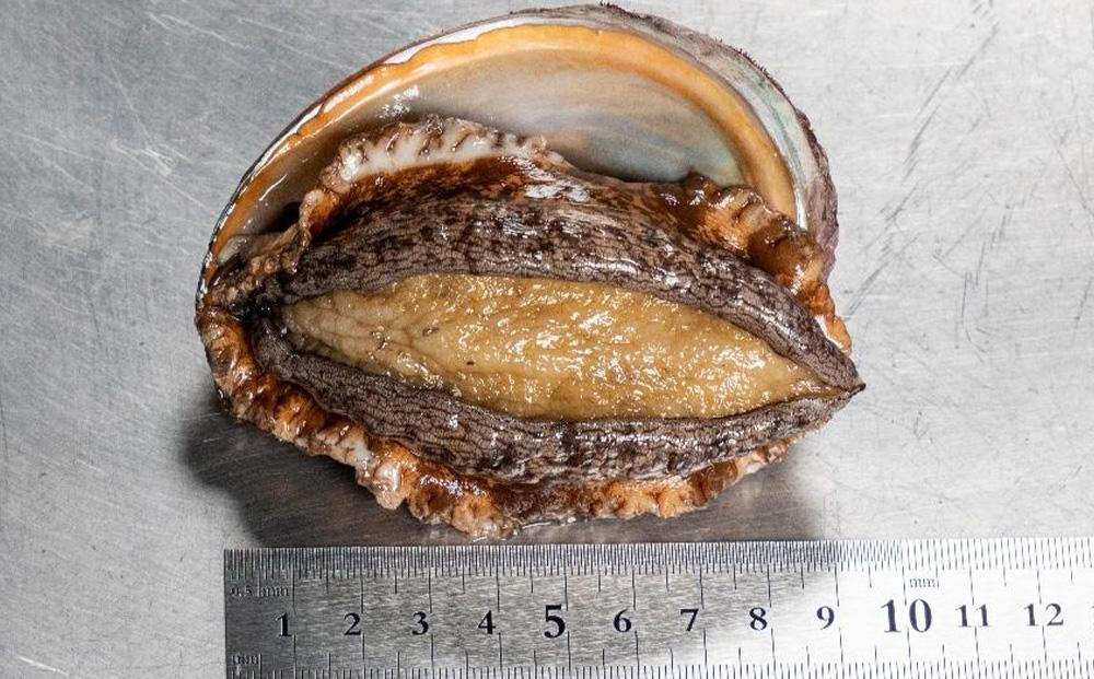 漁師直送 北海道産活蝦夷アワビ（6個～8個）