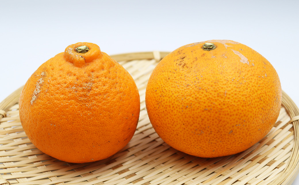 見た目に難ありですが、育成方法や美味しさに変わりはありません。
