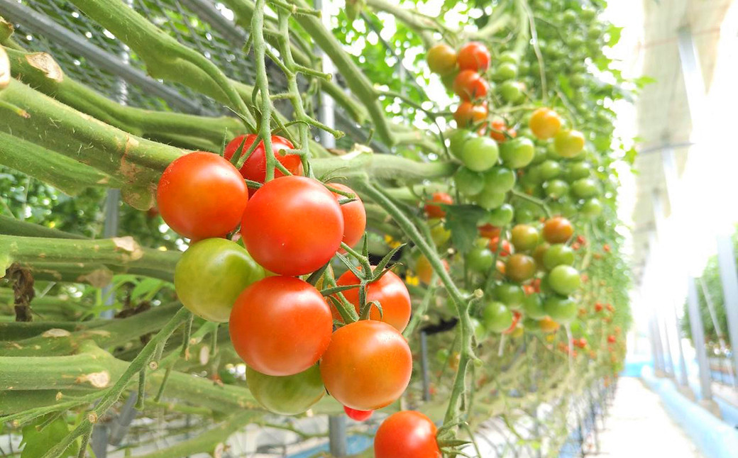 カラフルミニトマト3kg