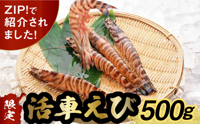 えび エビ 海老 車海老 活き 車えび 海鮮 魚介類 魚貝類