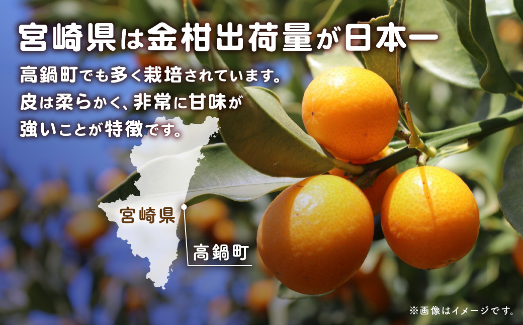 ＜完熟金柑たまたまエクセレント 2L 1キロ＞