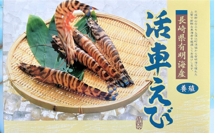 えび エビ 海老 車海老 活き 車えび 海鮮 魚介類 魚貝類