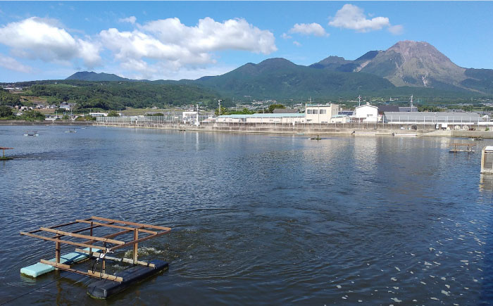 えび エビ 海老 車海老 活き 車えび 海鮮 魚介類 魚貝類