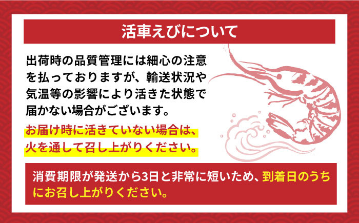 えび エビ 海老 車海老 活き 車えび 海鮮 魚介類 魚貝類