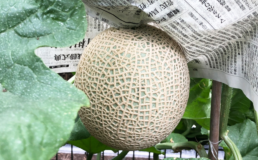 美味しいメロンの証、細かい網目がくっきりはっきり。