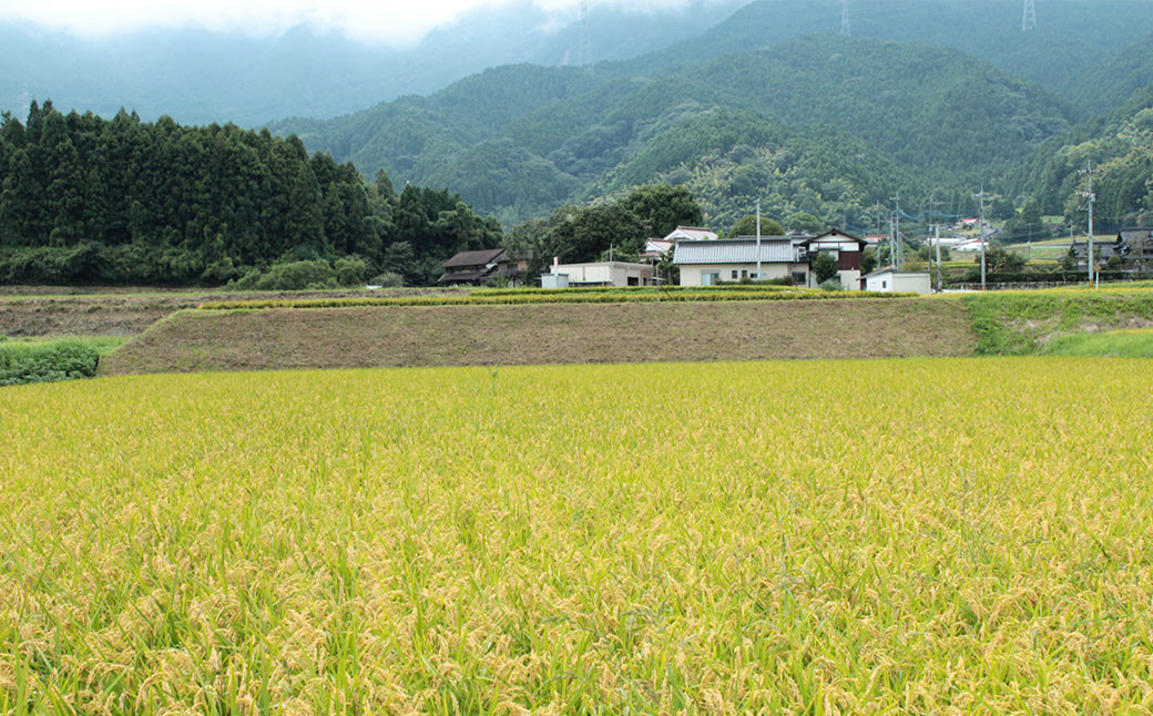 福岡県産夢つくし 研ぐお米 10kg お米 ご飯 ブランド米