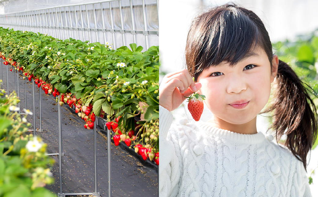 福岡県産 あまおう 計1080g (270g×4パック) いちご 苺
