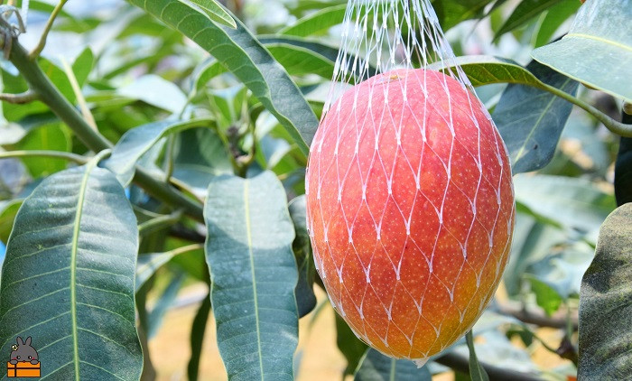 【7月～8月】徳之島産完熟マンゴーをお届けします。濃厚な甘みと香り、さっぱりとした後味をお楽しみください。