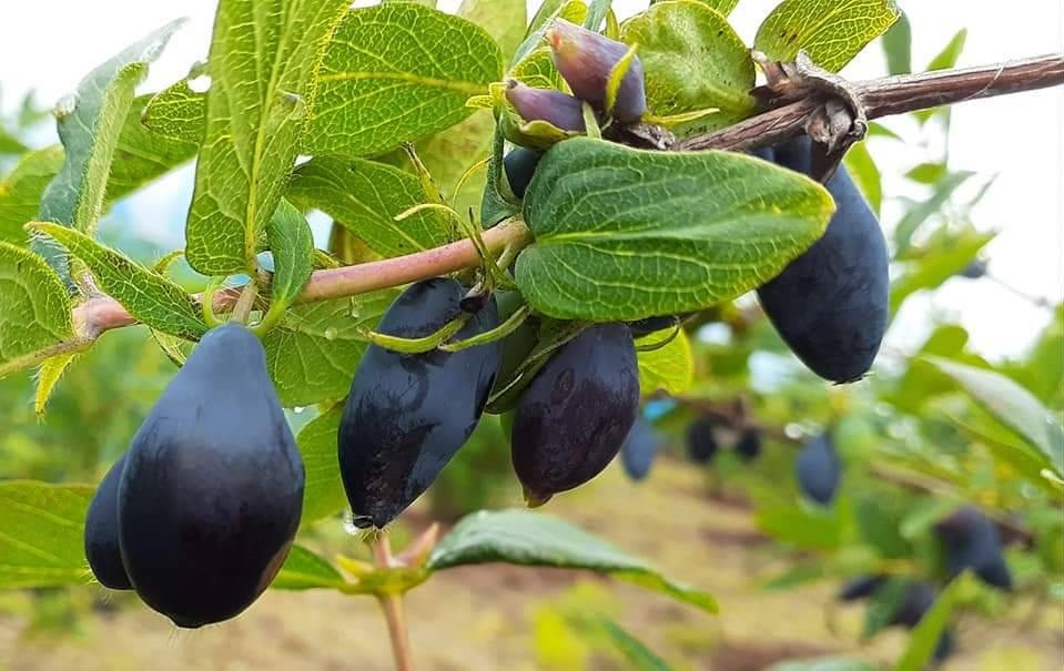 【北海道厚真町産のハスカップを使い、素材の味を引き立たせました】