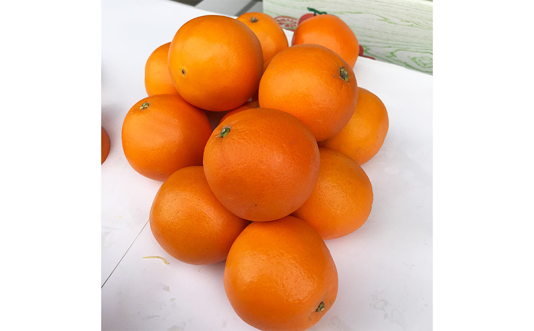 熊本県産ネーブルオレンジ 約5kg