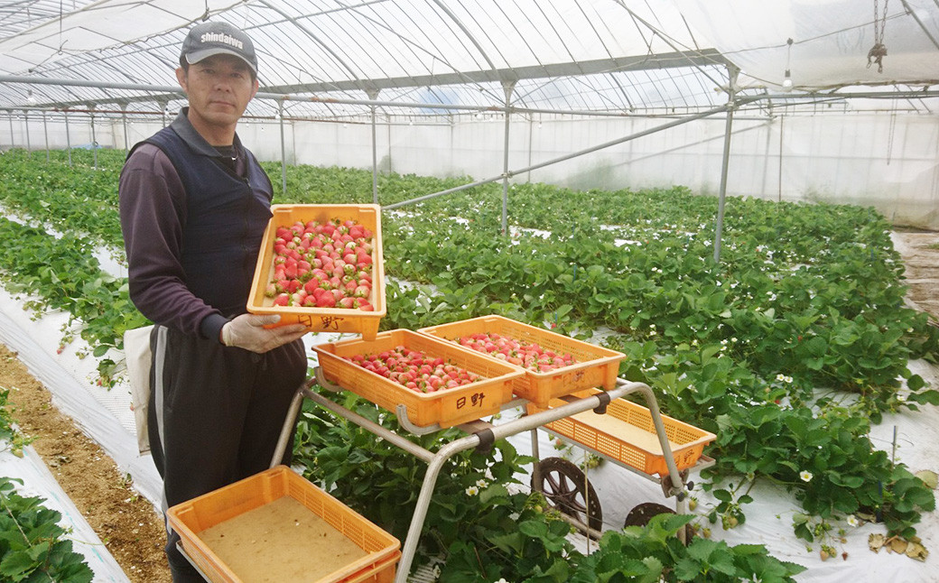 相良村産 いちご「ゆうべに」 250g×6パック