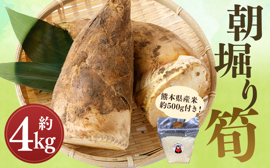 【数量限定】朝堀り 筍 4kg　熊本県産米  約500g 付き