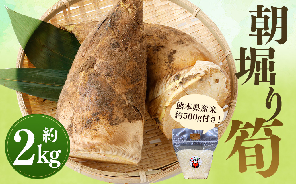 【数量限定】朝堀り 筍 2kg　熊本県産米  約500g 付き