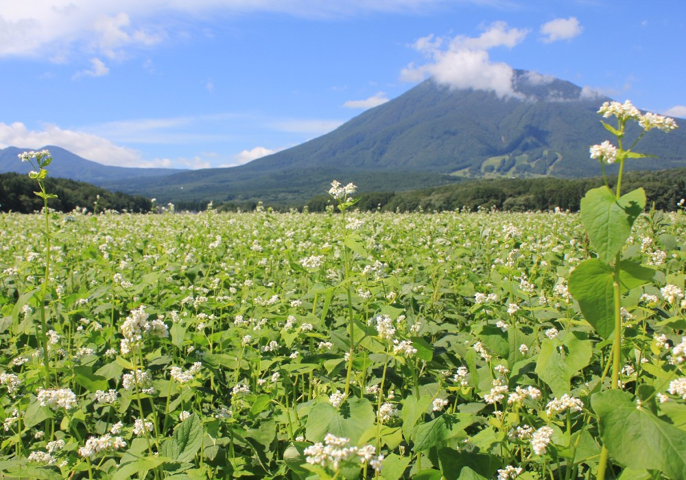 霧が発生しやすい黒姫山の麓で作られるそばは「霧下そば」とも呼ばれ最高級そば粉とも呼ばれています。ぜひご自宅でお楽しみください。