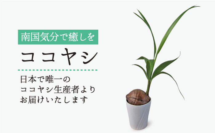 観葉植物 室内 室内用 自宅 ココヤシ インテリア 植物
