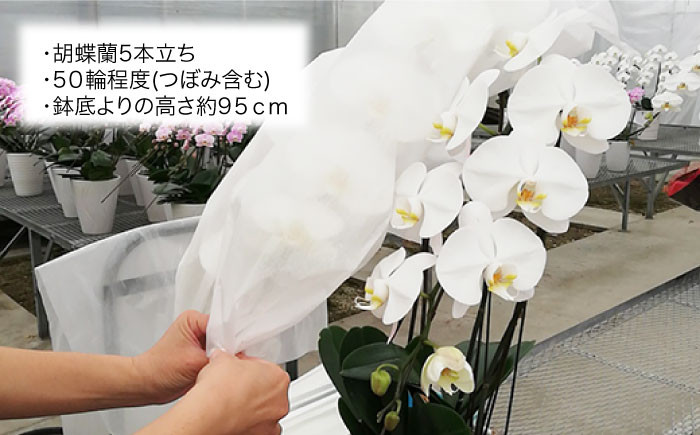 胡蝶蘭 お祝い ギフト 贈答 洋蘭 開店祝い 新店 祝い 白 5本