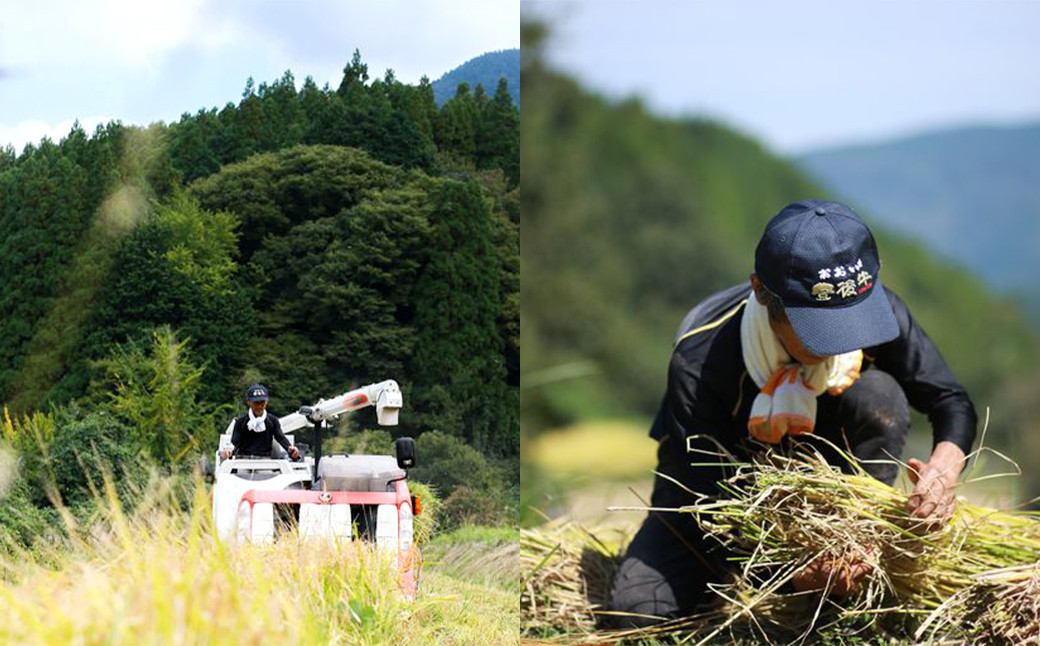 さとうファームの 自然栽培米 白米 20kg(5kg×4袋) ミルキークイーン