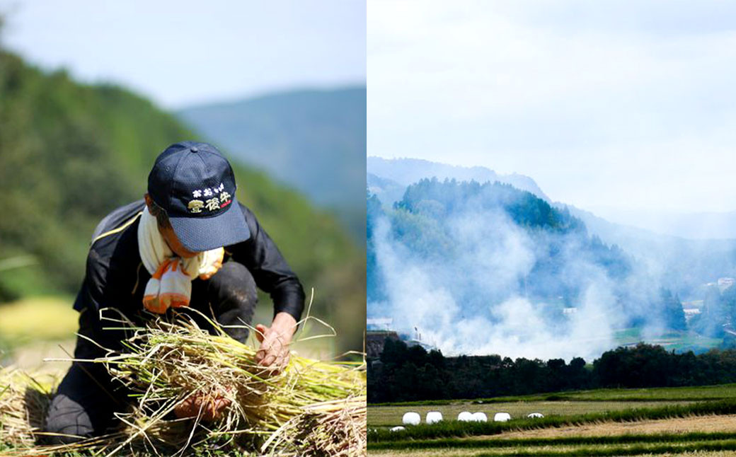 さとうファームの 自然栽培米 玄米 30kg(30kg×1袋) ミルキークイーン