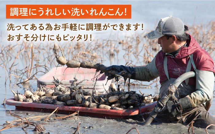 お手軽調理がうれしい洗いれんこん