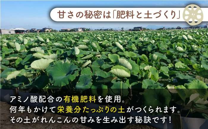 レンコンの名産地「佐賀県白石町福富」からお届け！