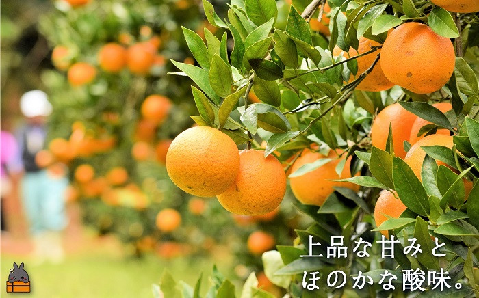 上品な甘みとほのかさな酸味。幸せな気持ちになる「たんかん」ですよ。