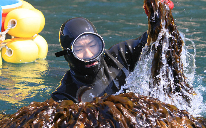 わかめ ワカメ ひじき こんぶ 海藻サラダ セット 詰め合わせ
