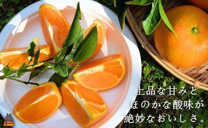 たんかんは上品な甘みとほのかな酸味が絶妙で、全国からたくさんのお申込がありますよ。