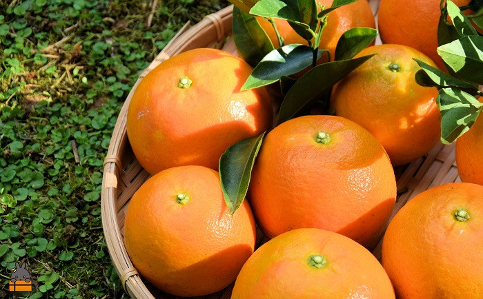 世界自然遺産の島の恵みをたっぷり受けて育ちました。