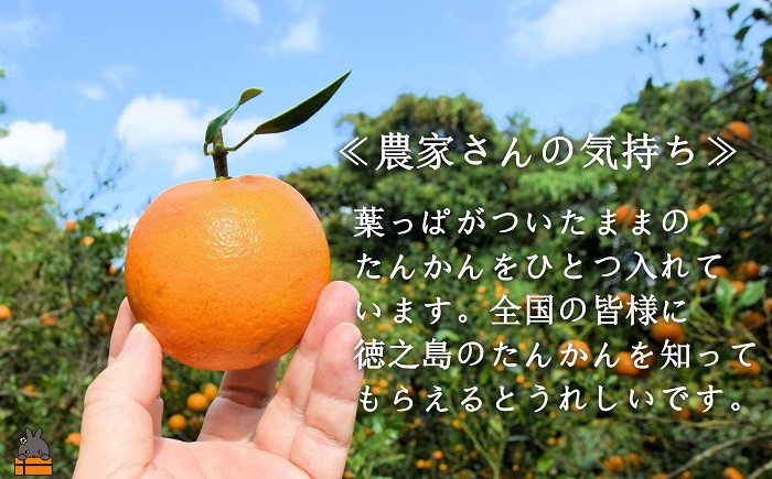 ひとつだけ葉っぱがついたままの「たんかん」を入れています。徳之島を感じながら食べていただければ幸いです。