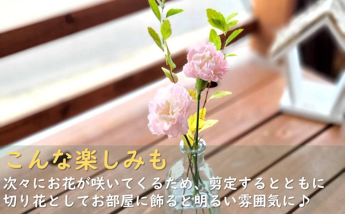 ドライフラワーとしても♪