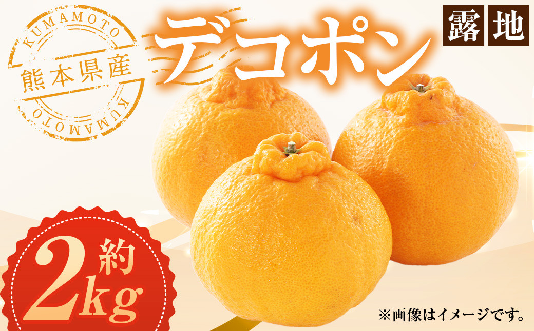 熊本県産 デコポン(露地) 約2kg