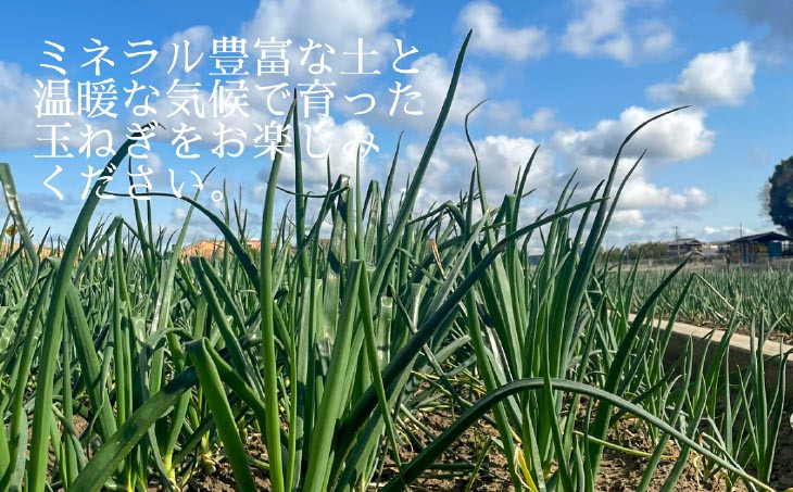 冬のビタミン新タマ5kg