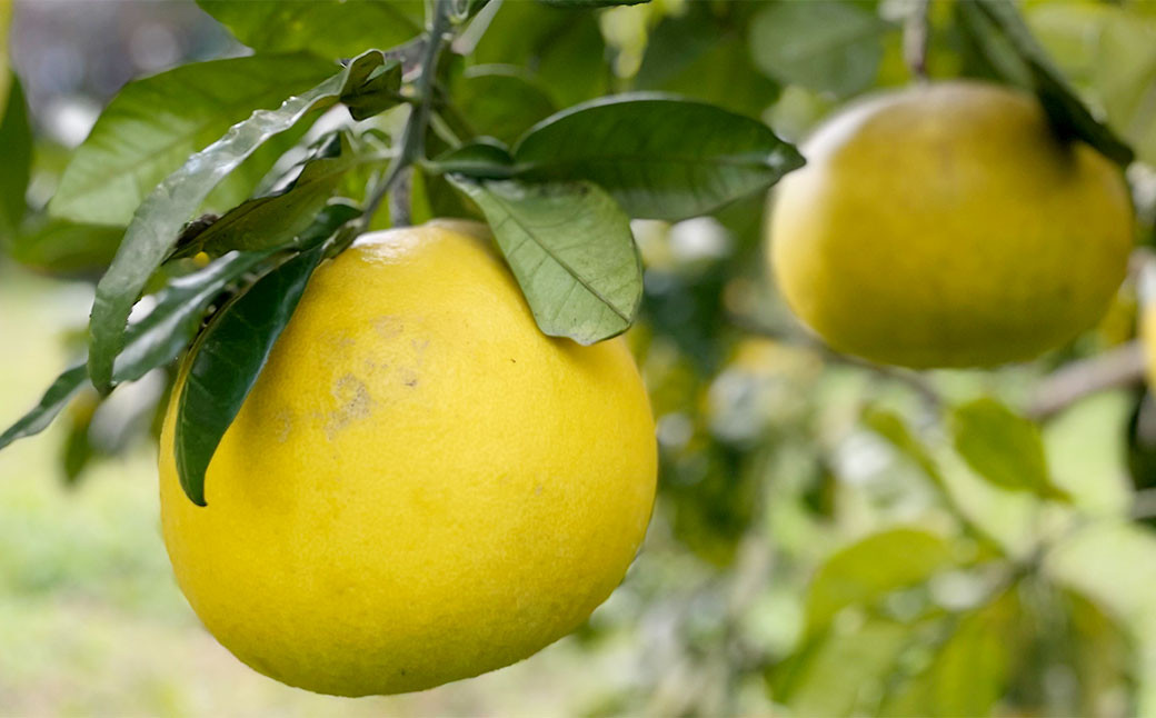 【訳あり】自然栽培 土佐文旦 約10kg