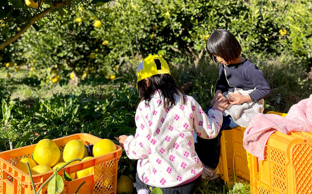 【訳あり】自然栽培 土佐文旦 約10kg