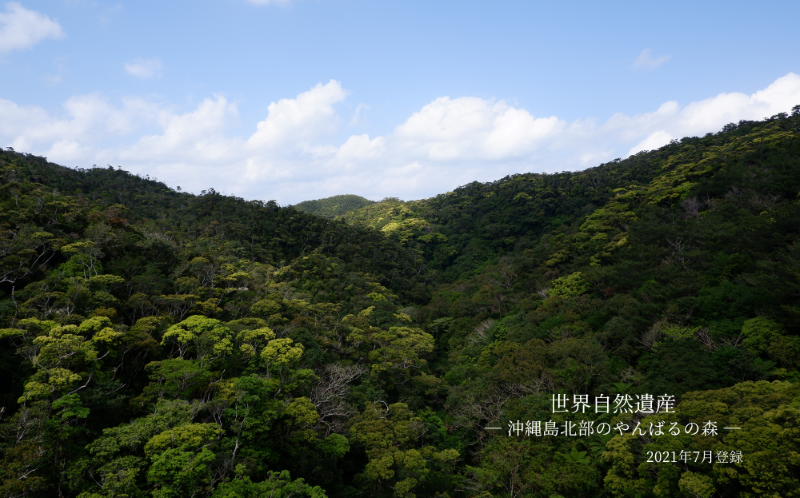 １月に満開の国頭村の桜