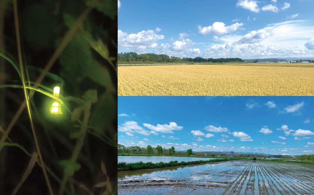 【5回定期便】田園交響楽 ゆめぴりか 5kg お米 精米 白米 北海道