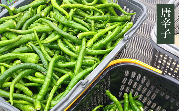 福岡 てづくり 調味料 九州 柚子 胡椒 あらびき ゆず