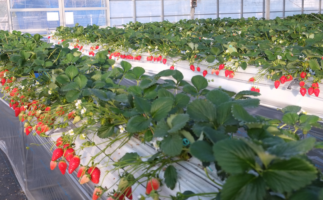 ＜いちご摘み体験チケット 1枚＞