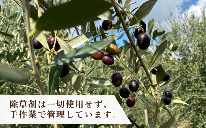  オリーブ オリーブオイル  ギフト プチギフト 保湿 ハンドクリーム 美容