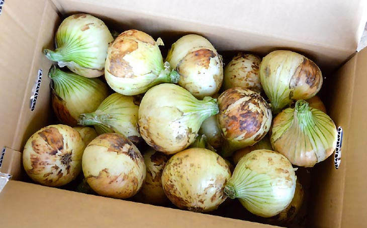 甘さに自信!! ほんまもん!!