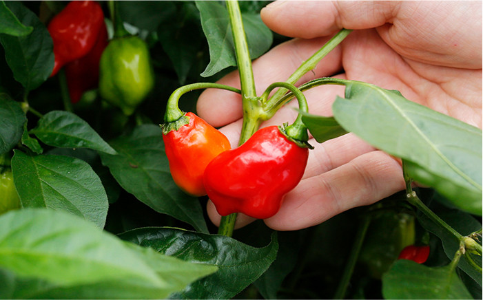 醤油 タレ 漬けたれ 浅漬け 漬物 漬け物 調味料 ハバネロ 辛い
