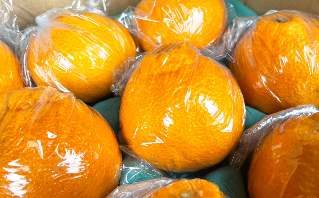 不知火 約3kg 約10玉程度