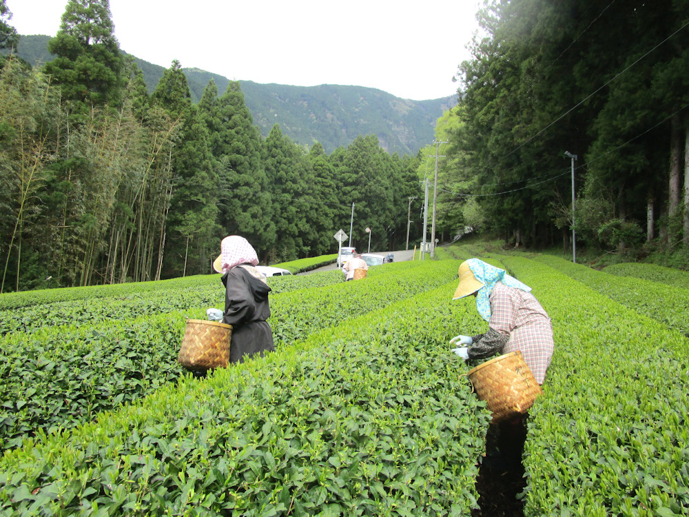 茶畑での作業風景