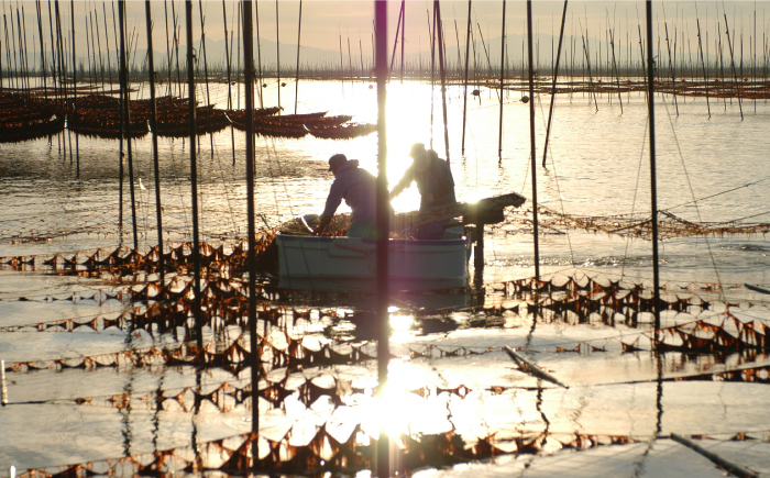  海苔 のり 味付けのり