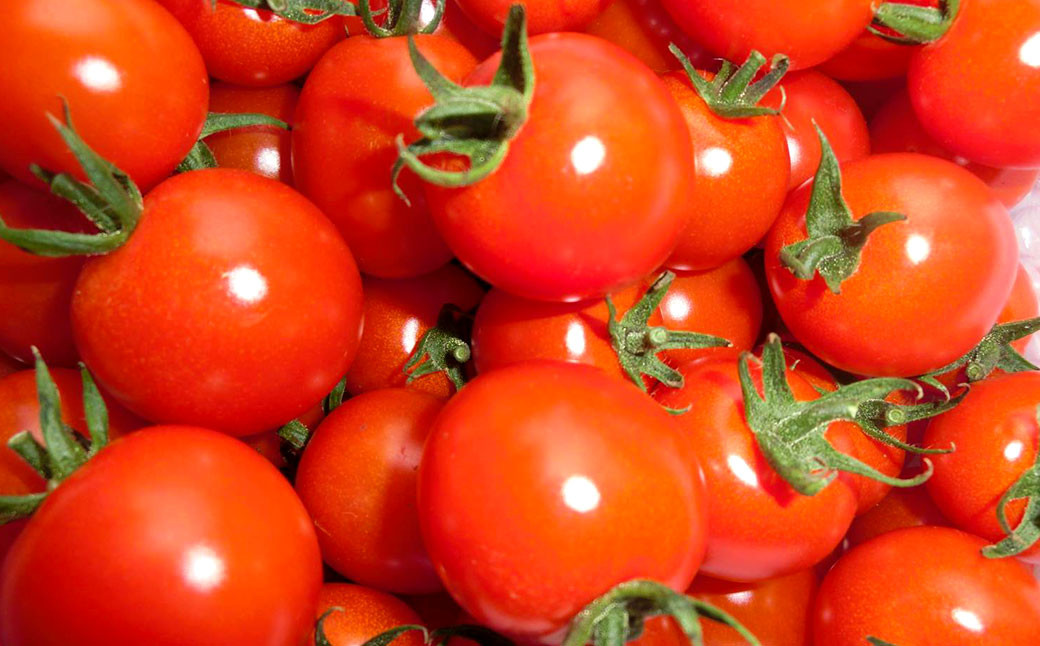 川辺川育ち ミニトマト 1.2kg