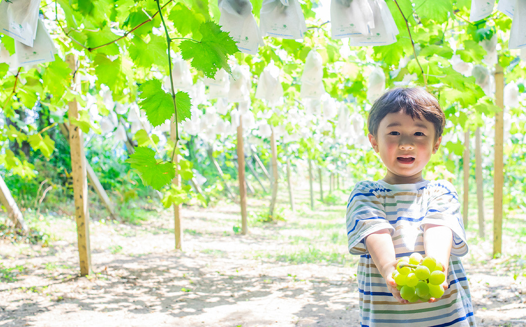 福岡県産シャインマスカット 約1kg 2～3房