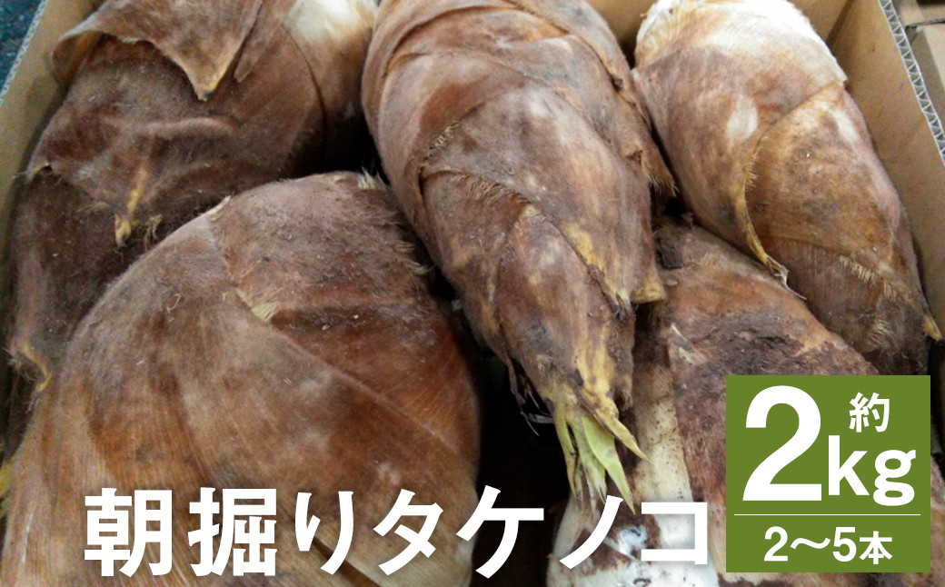 朝掘り タケノコ 約2kg（2～5本）