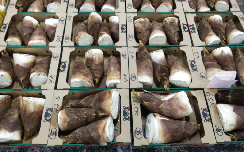 朝掘り タケノコ 約4kg(3~9本)