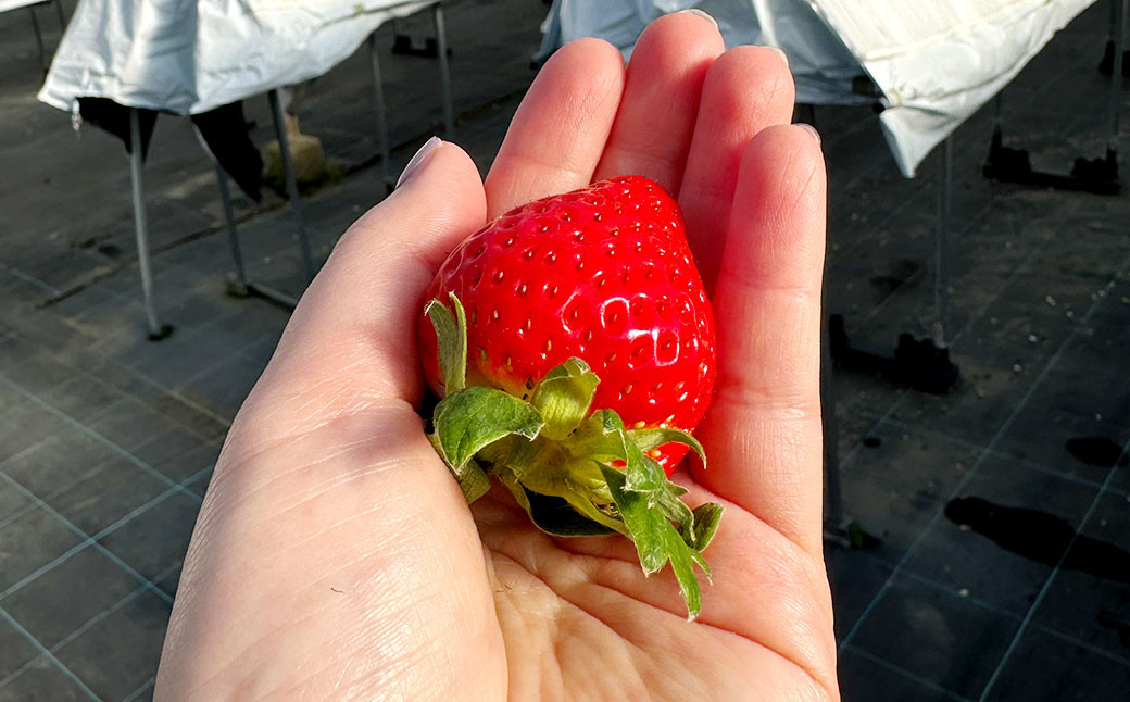 いちご狩り 食べ放題ペアチケット60分(大人1名+小学生1名)