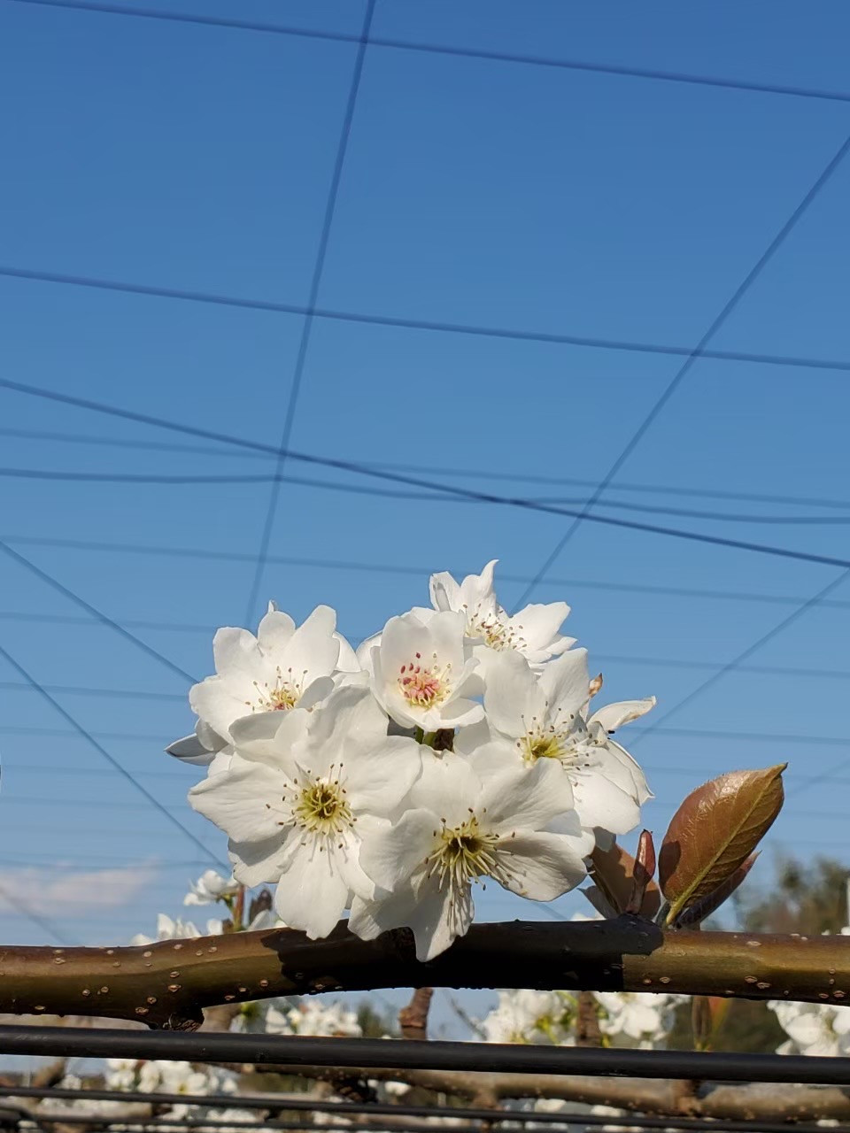 梨の花